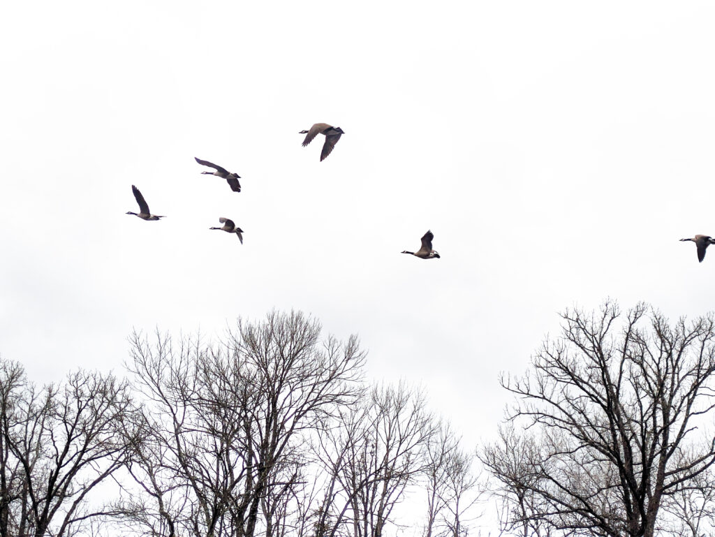 6 geese, black against a white sky.  Flying up river, north.