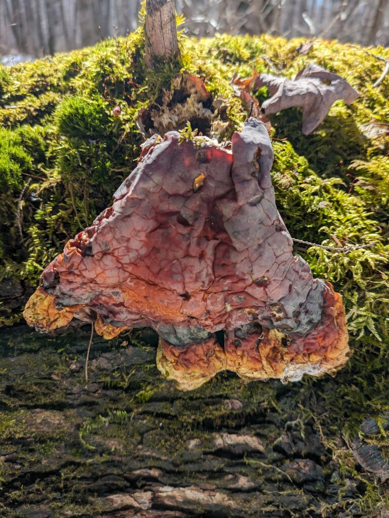 Backlit by the sun, a reishi mushroom, dried and cracked, is hanging on the side of a very mossy log.