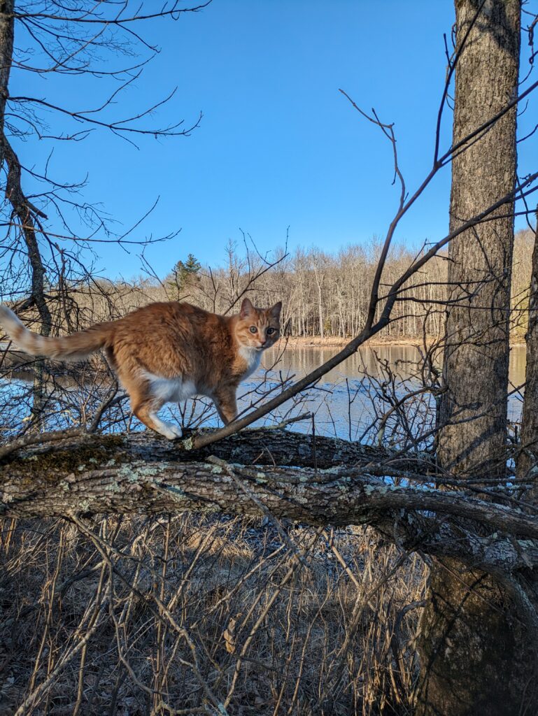 Idor the cat perched atop a fallen tree from last year's massive snow storm. The Chippewa River is the back drop, and spring is in the air.