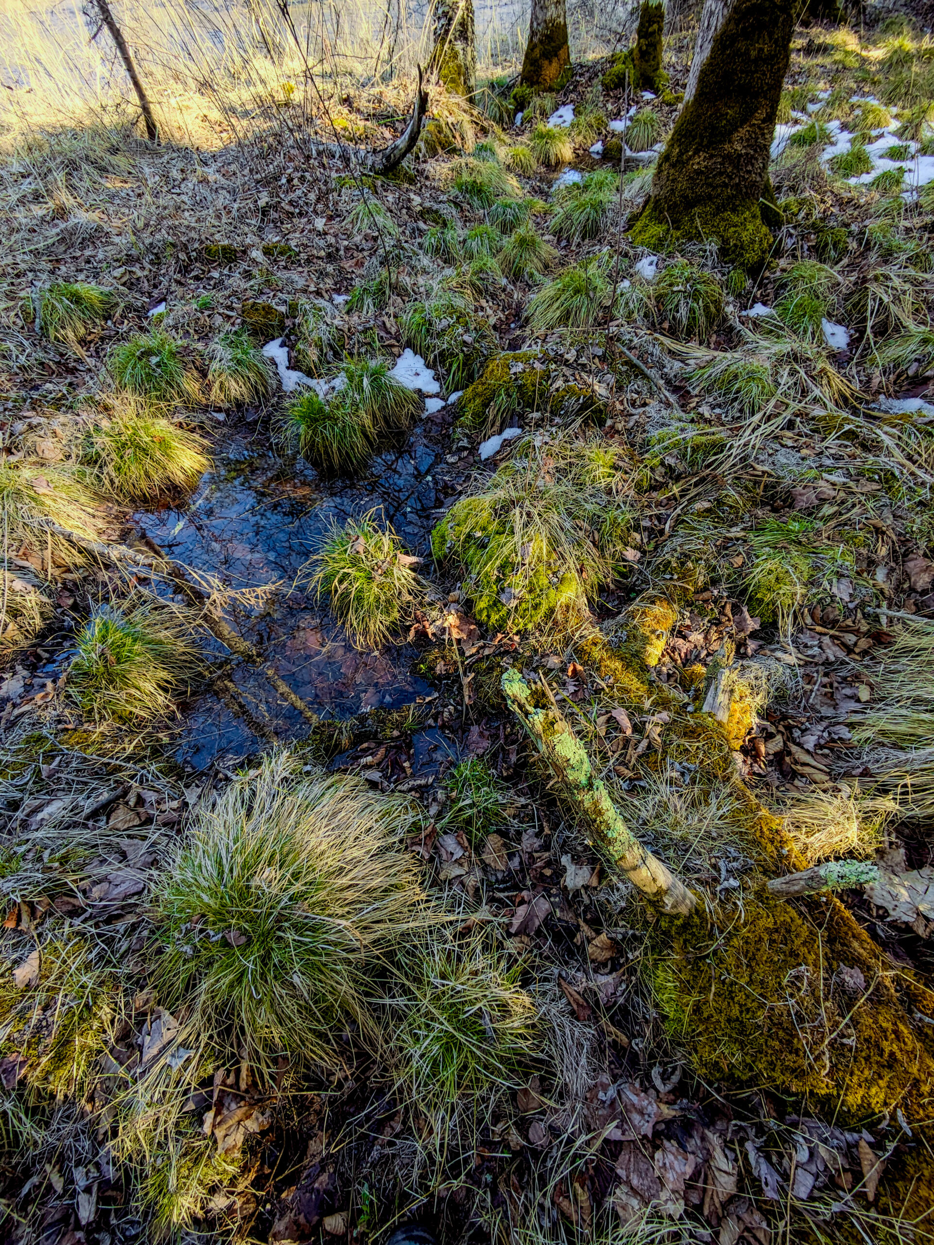Bog, moss, tufts of grass surround a small pool of snow melt in the woods.  Small clumps of snow still remain, but are not long for this world.