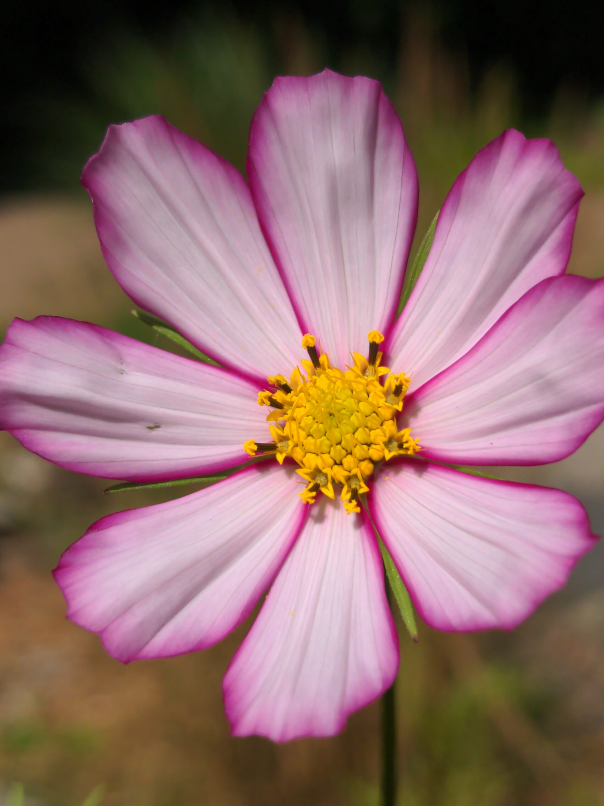 Consolation August